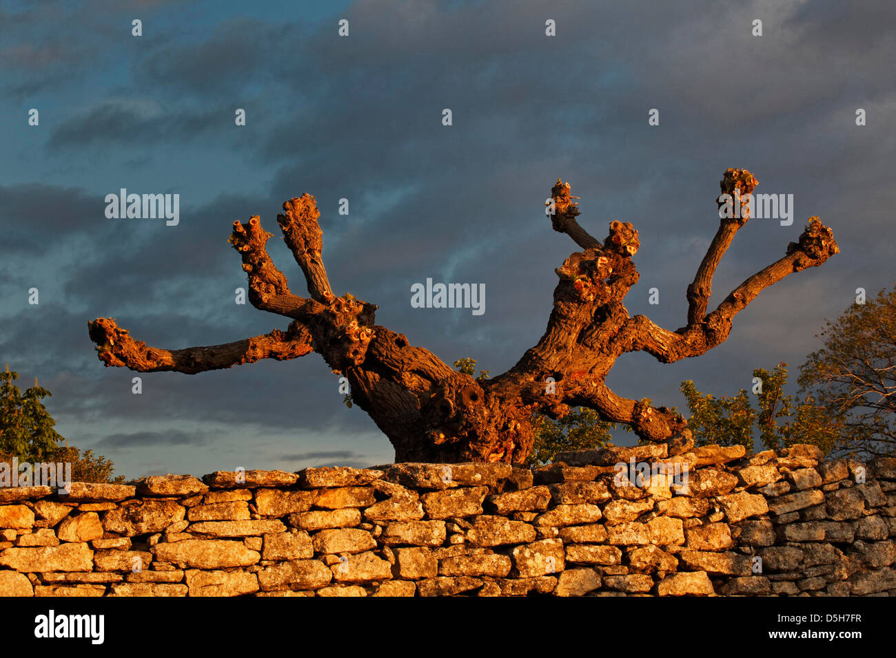 Forma strana albero a sunrise, Gordes, Francia Foto Stock