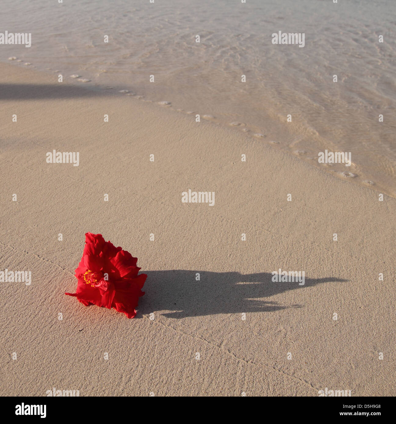Fiore rosso sulla spiaggia Foto Stock
