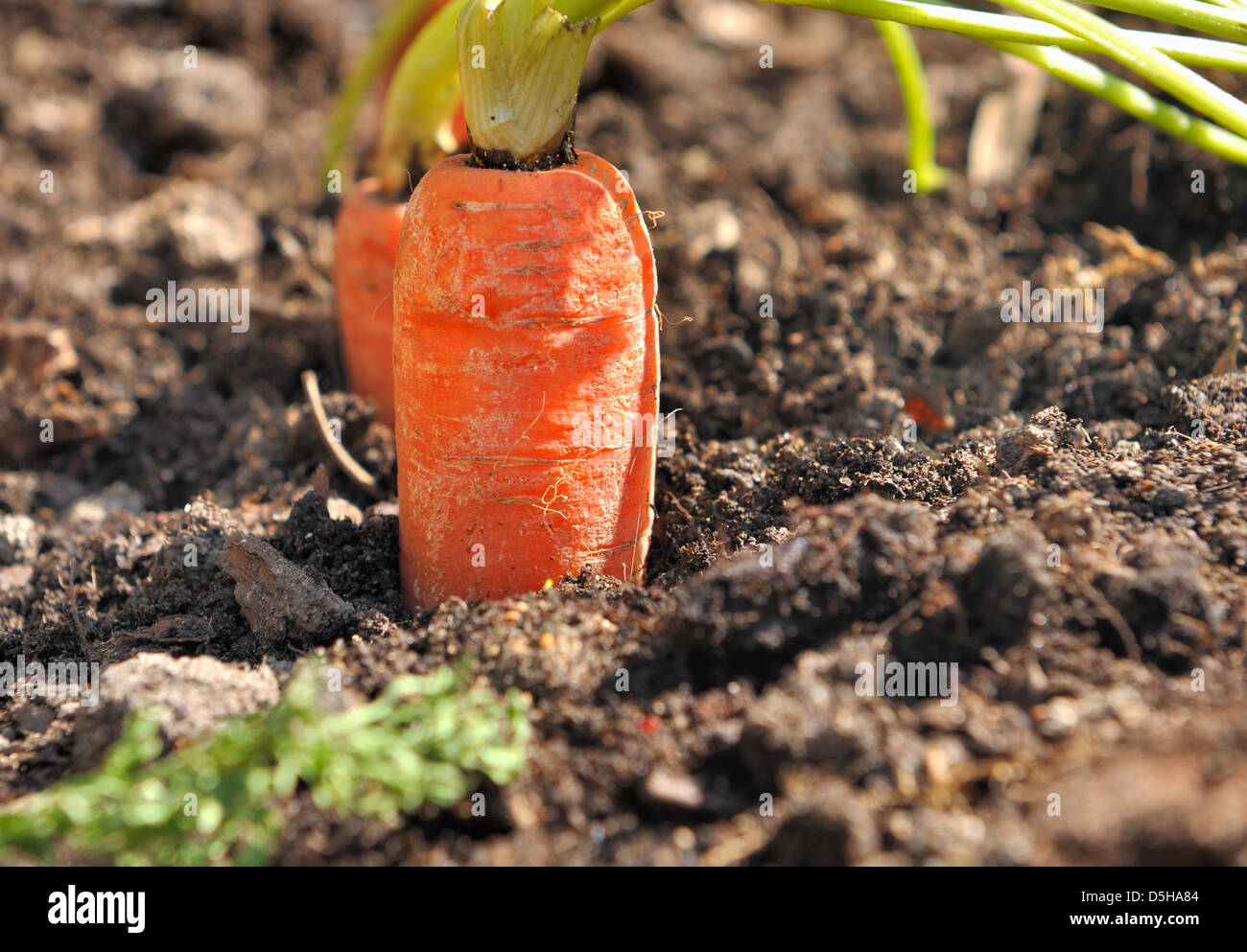 Primo piano di una carota maturi in un orto e terreno Foto Stock