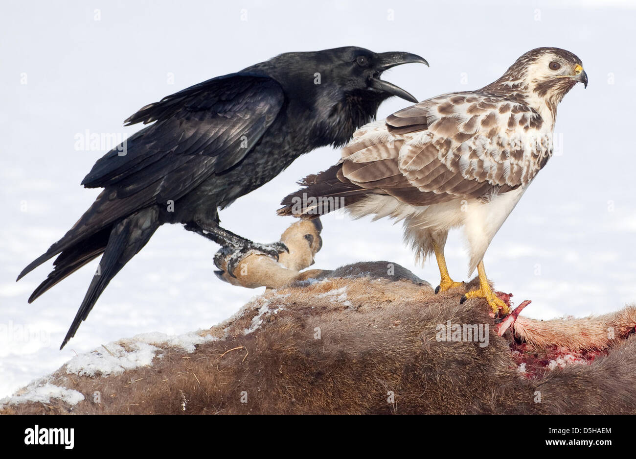 Una Poiana (R) e un comune raven (L) di competere per i resti di un cervo morto vicino a Petersdorf, Germania, 01 febbraio 2010. Comune poiana (lat.: Buteo buteo) è la più comune gli uccelli rapaci in Germania, del 51 a 56 centimetri di lunghezza con un intervallo di 117 a 137 centimetri. Carrion costituisce una parte importante della loro alimentazione. Foto: Patrick Pleul Foto Stock