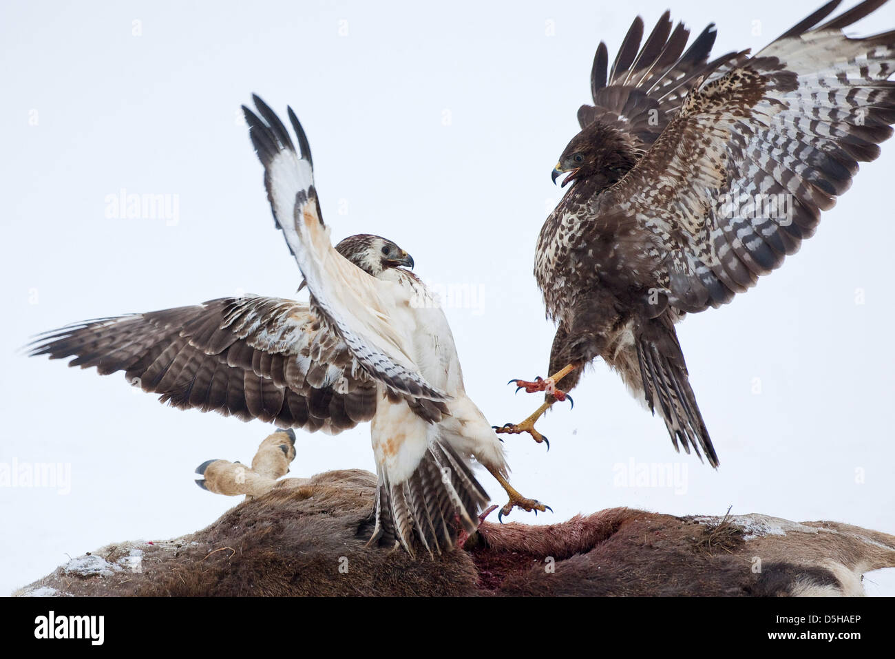 Della poiana competere per i resti di un cervo morto vicino a Petersdorf, Germania, 01 febbraio 2010. Comune poiana (lat.: Buteo buteo) è la più comune gli uccelli rapaci in Germania, del 51 a 56 centimetri di lunghezza con un intervallo di 117 a 137 centimetri. Carrion costituisce una parte importante della loro alimentazione. Foto: Patrick Pleul Foto Stock