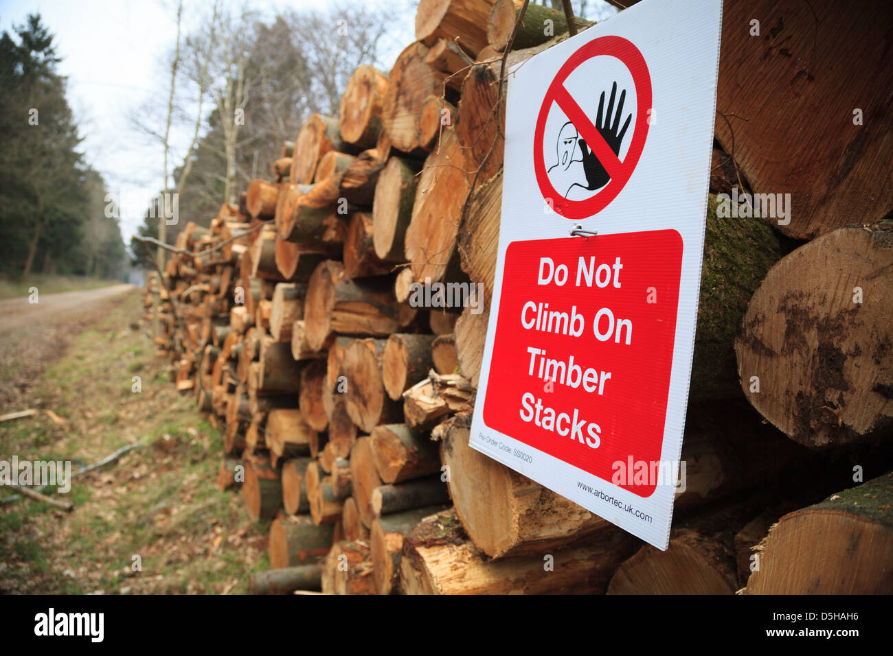 Legname in attesa di distacco in Micheldever legno, di un insieme di strutture gestito dalla Commissione forestale Foto Stock