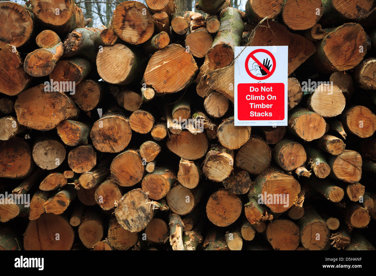 Legname in attesa di distacco in Micheldever legno, di un insieme di strutture gestito dalla Commissione forestale Foto Stock