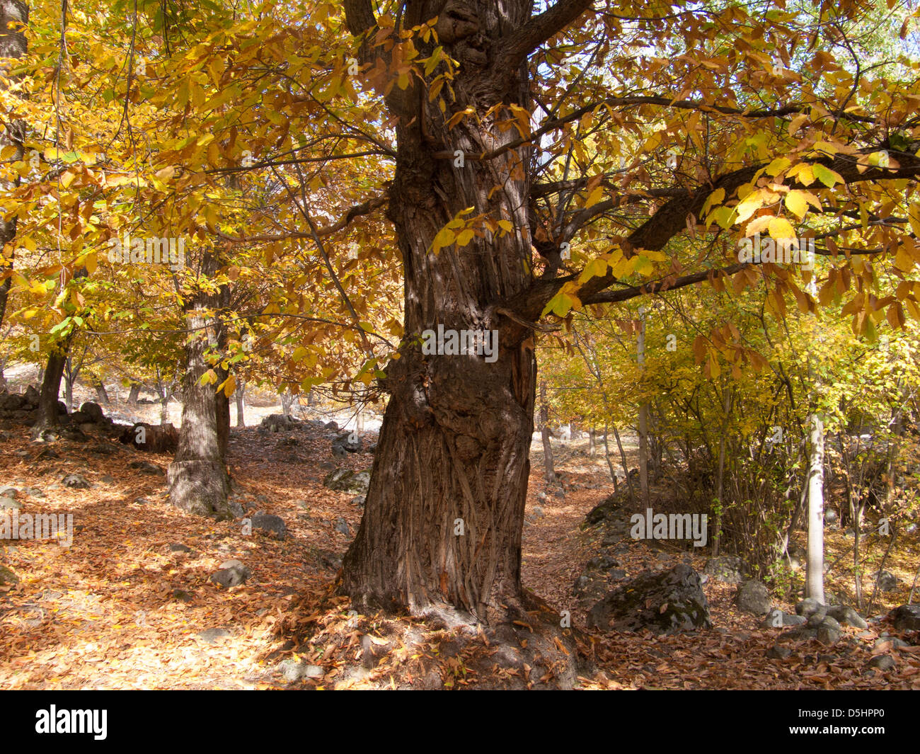 Chataigneraie, completamente, Vallese, SUISSE Foto Stock