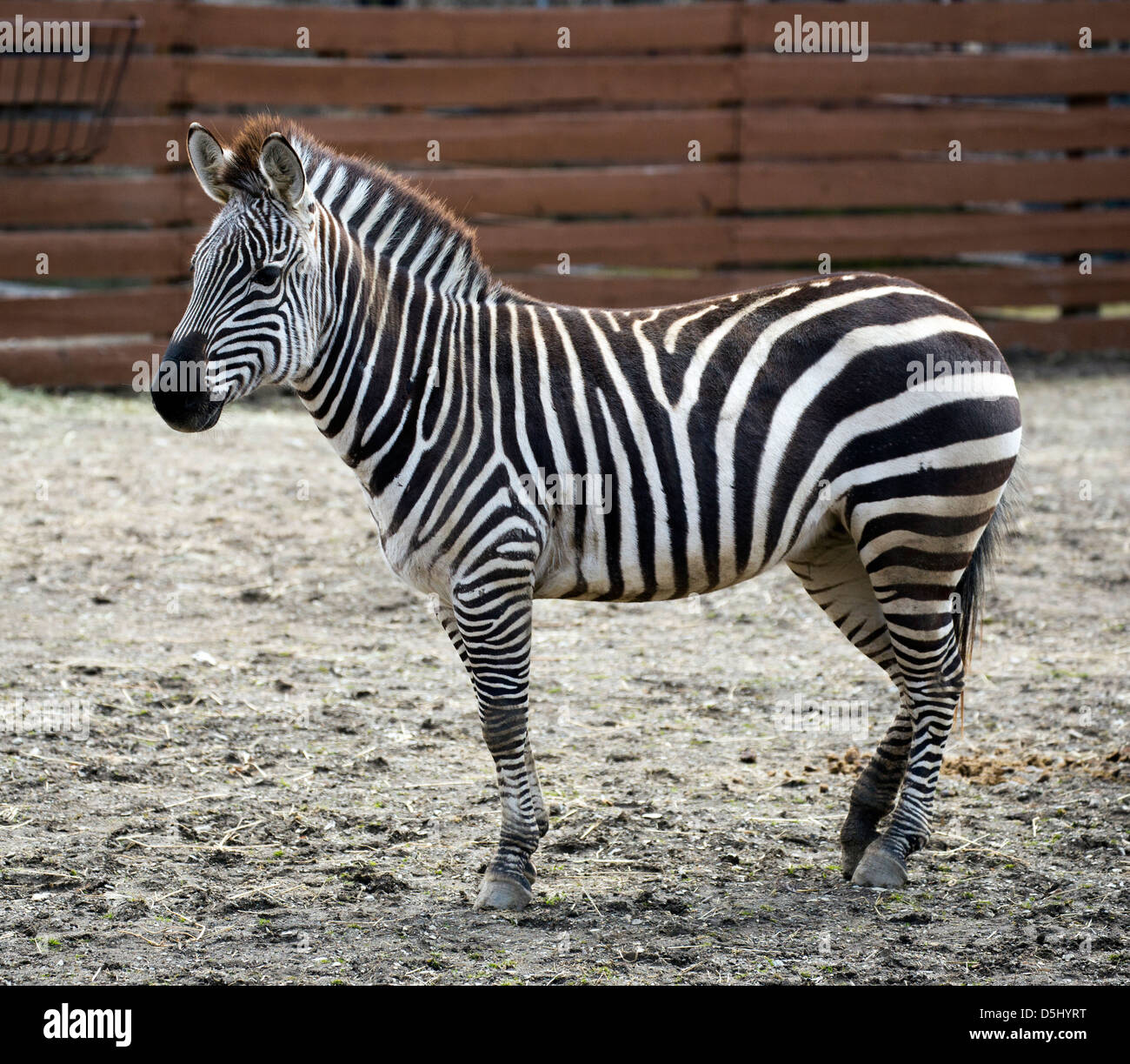 Grant's Zebra cavallo Equus quagga boehmi pianure africane. Foto Stock