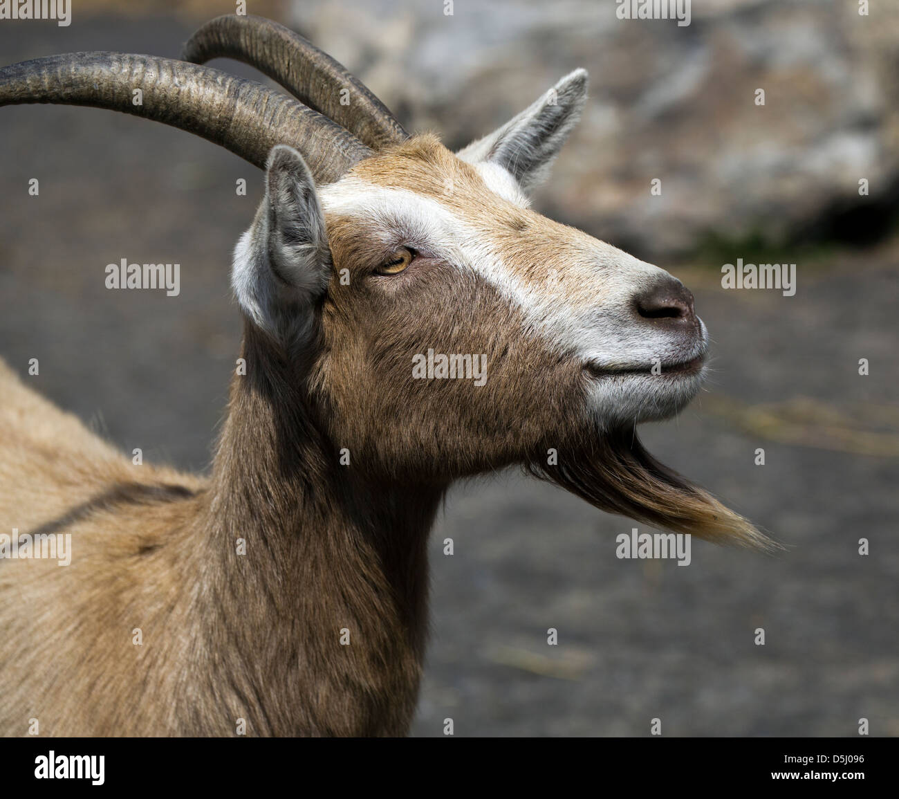 Toggenburg Capra Capra Hircus hircus latte caseario. Foto Stock