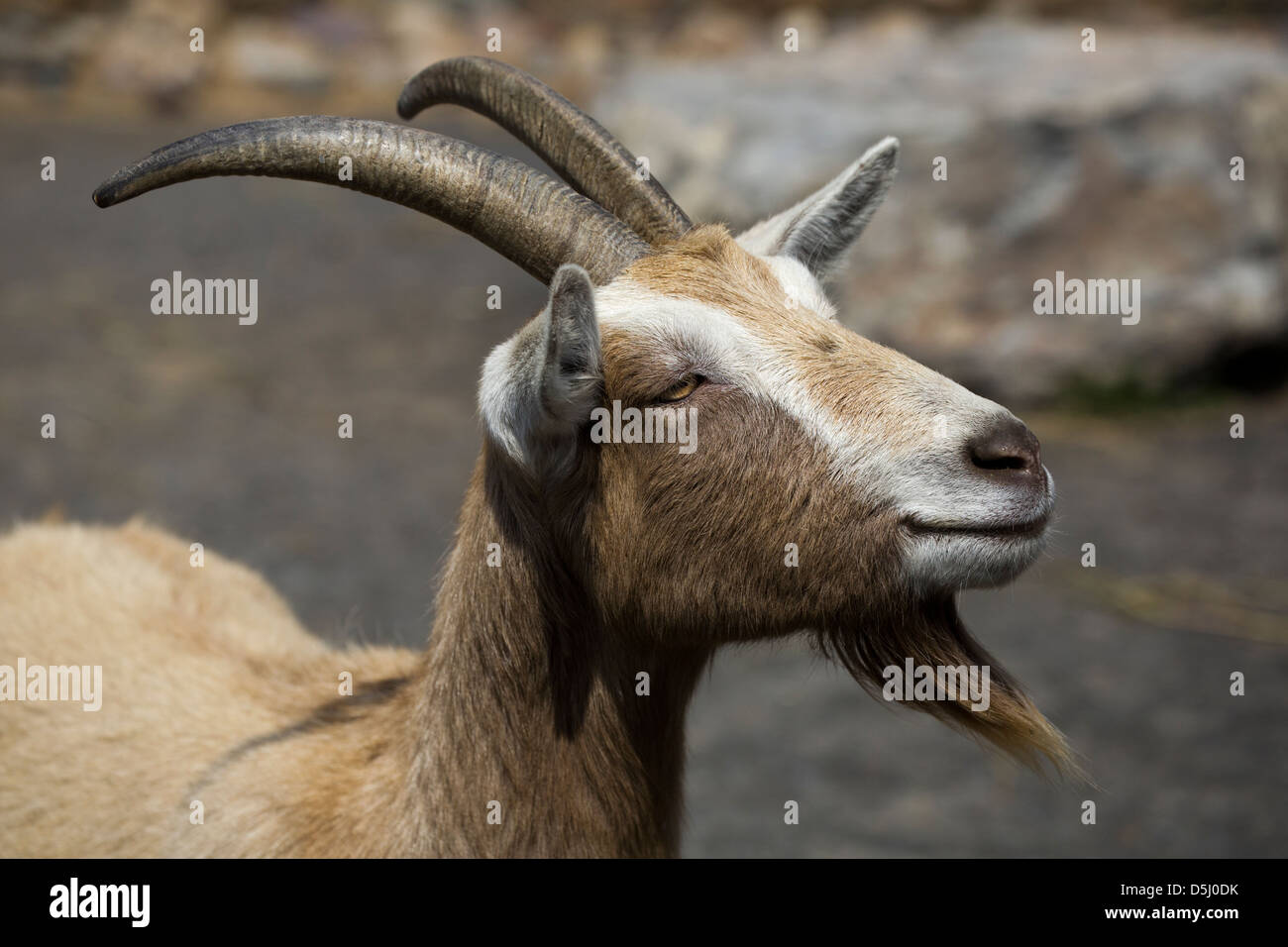 Toggenburg Capra Capra Hircus hircus latte caseario. Foto Stock