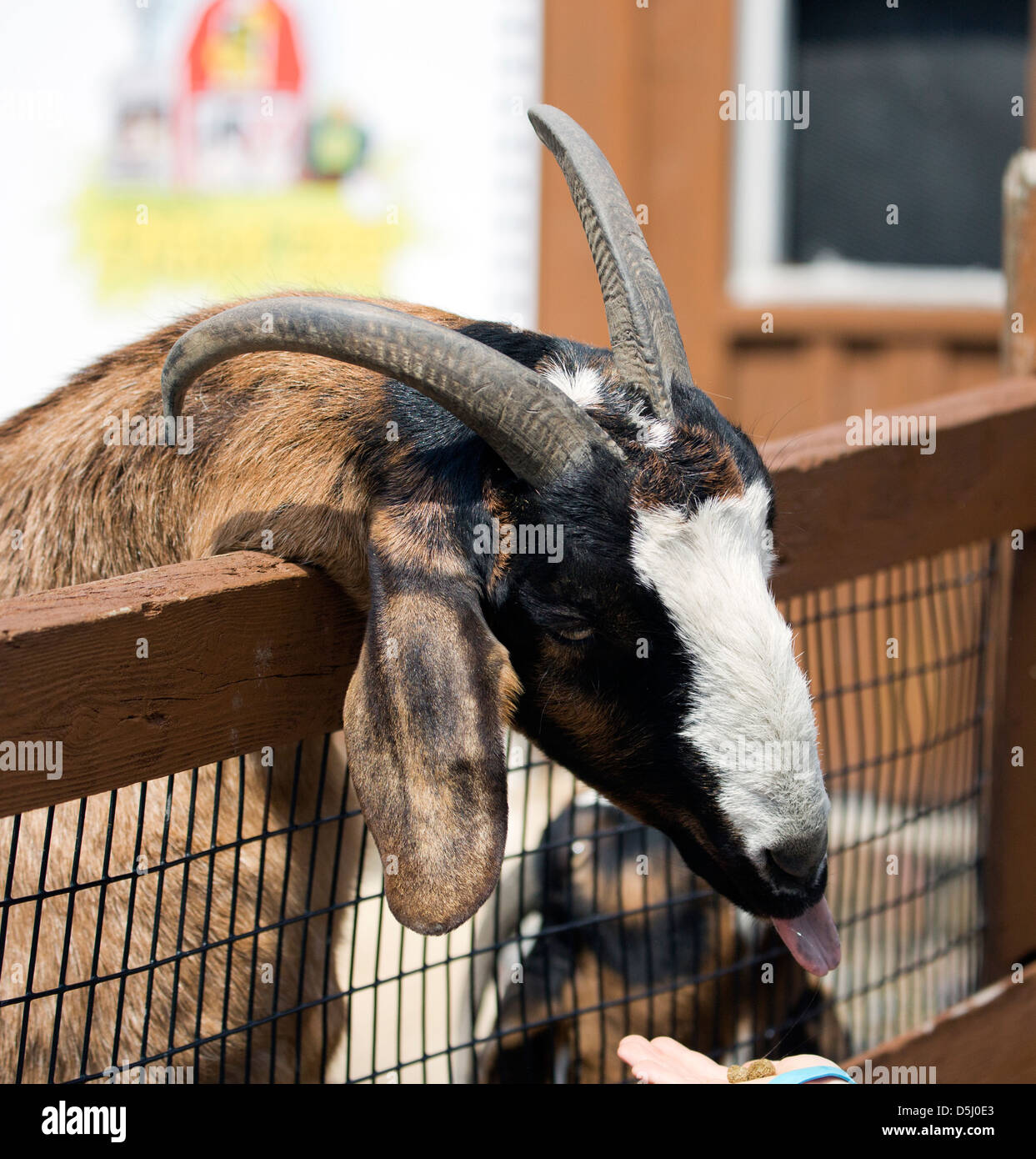 Toggenburg Capra Capra Hircus hircus latte caseario. Foto Stock