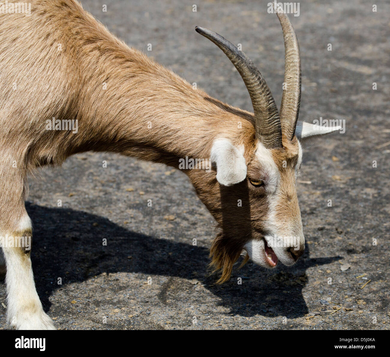 Toggenburg Capra Capra Hircus hircus latte caseario. Foto Stock