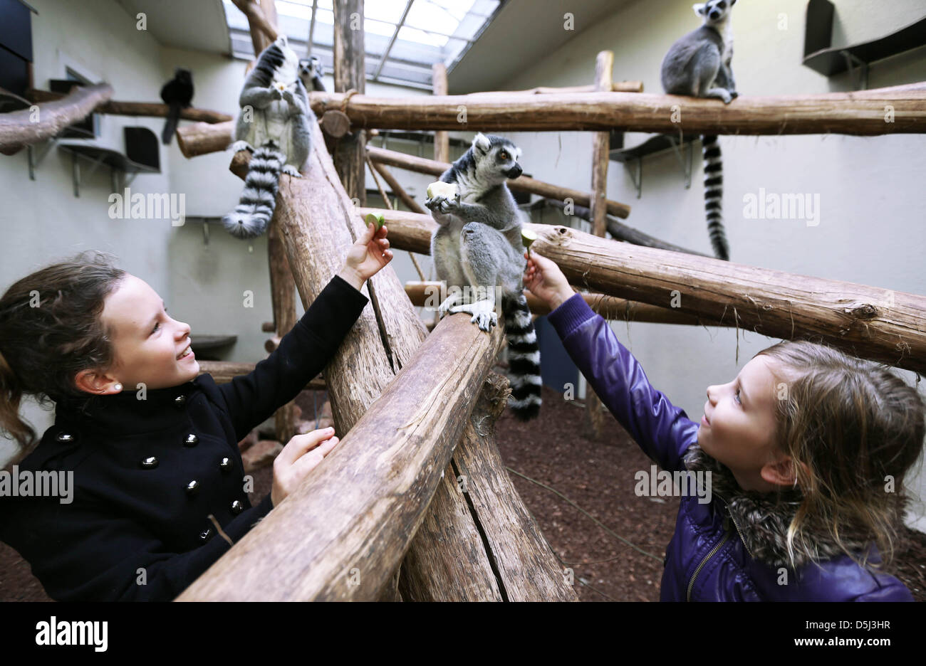 Le sorelle Anne e Vera Theunissen godono di alimentazione del lemures con spuntini a Hamburger' Zoo in Arnhem, Paesi Bassi su novembre 13,2012. Lo zoo ha invitato le ragazze a nutrire gli animali con la mano perché hanno sollevato una questione smart circa quelli prosimians. Foto: Vidiphoto Foto Stock