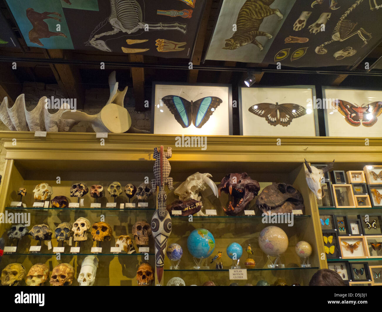 Evoluzione store in New York City Foto Stock