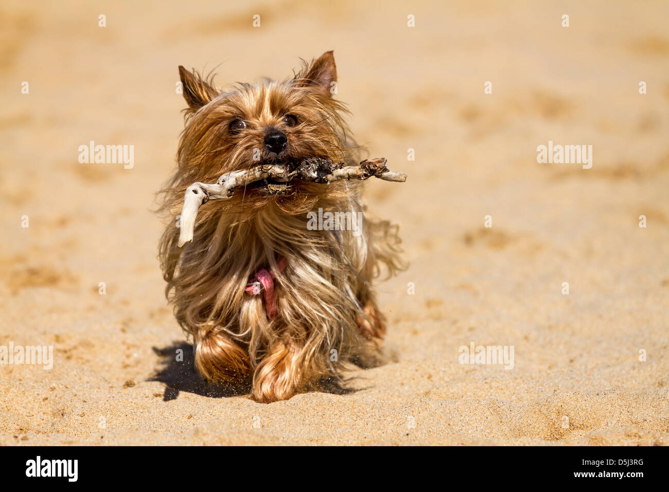 Duro lavoro di Yorkshire Terrier riportare il personale Foto Stock