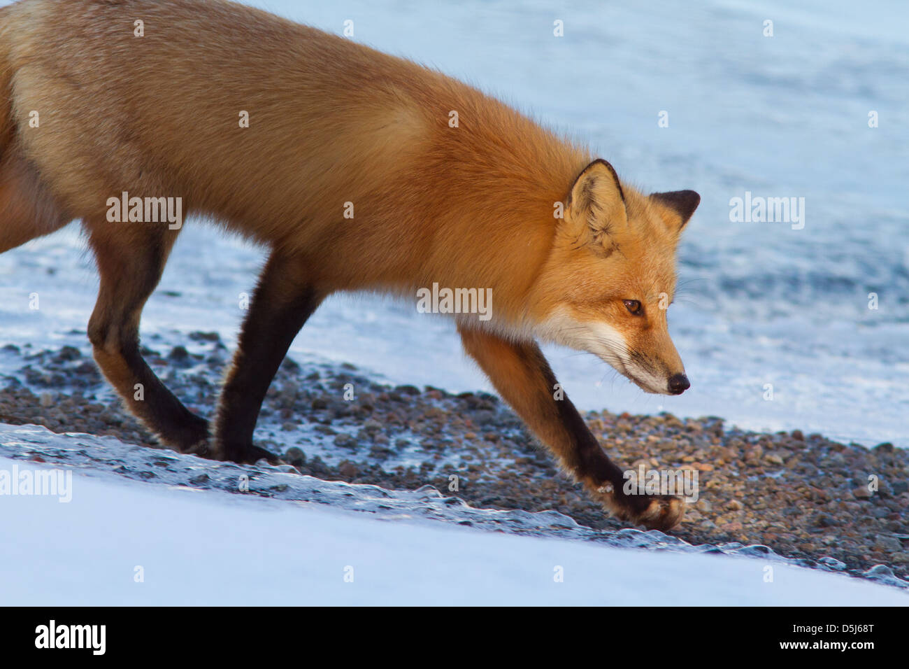 Superba maschio rosso fox hunter in inverno canadese. Foto Stock