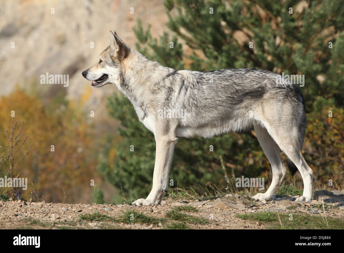 Saarloos Wolfhound permanente sulla roccia Foto Stock