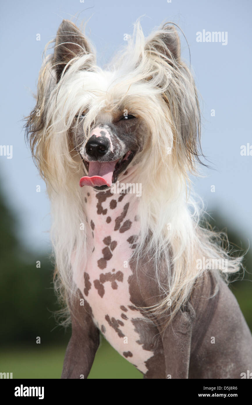 Ritratto di Chinese Crested Dog Foto Stock