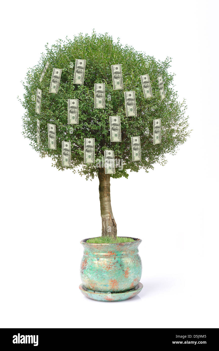 Un centinaio di dollari di pentola albero su sfondo bianco Foto Stock