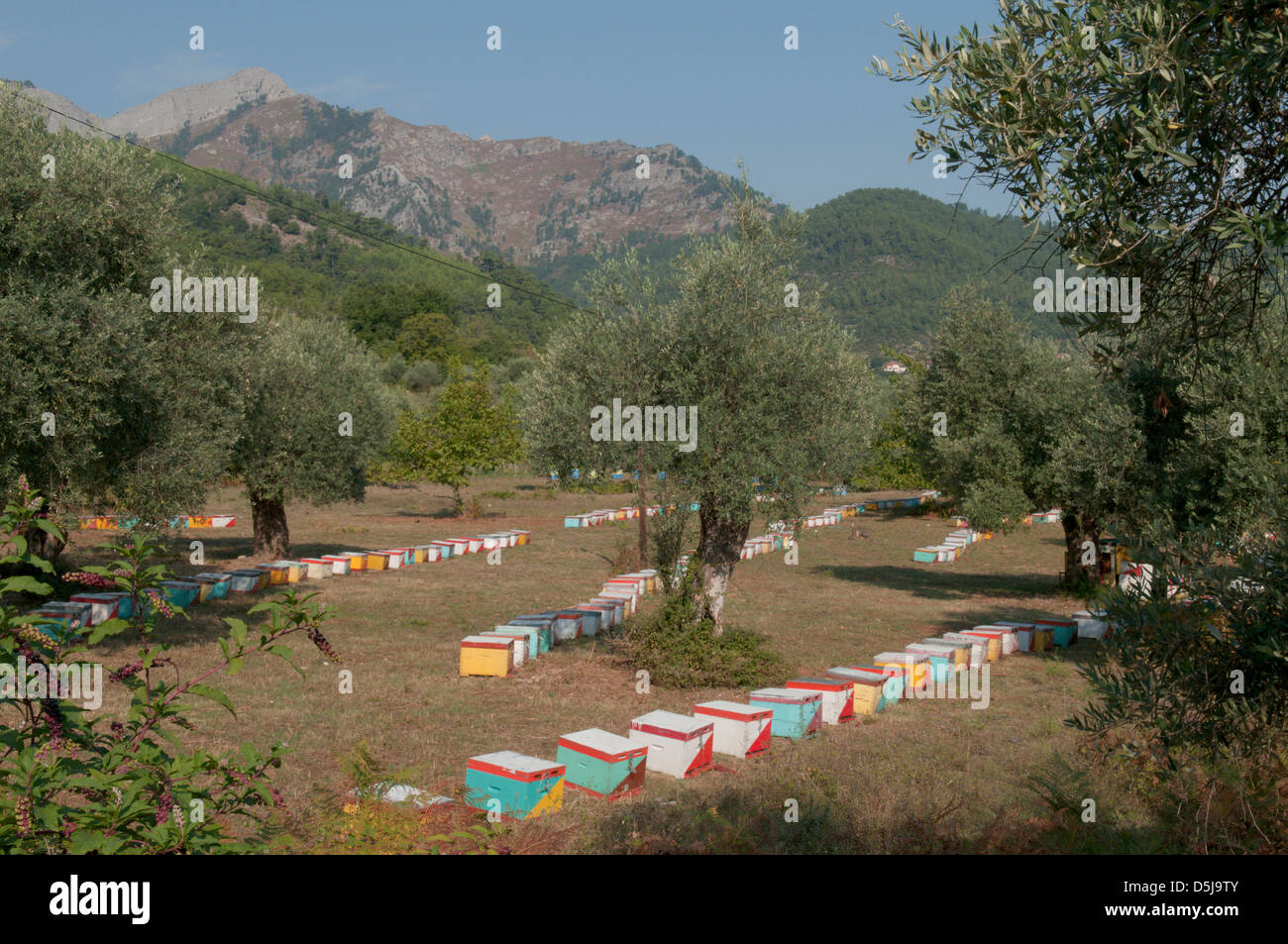 Isola greca settembre alveari vicino Potamias Foto Stock