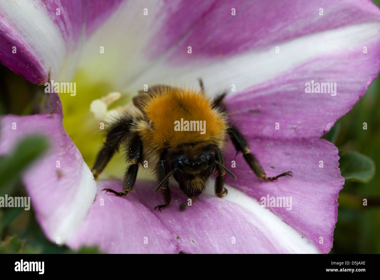 Bumble Bee in un mare di fiori centinodia, braunton burrows, North Devon. Foto Stock