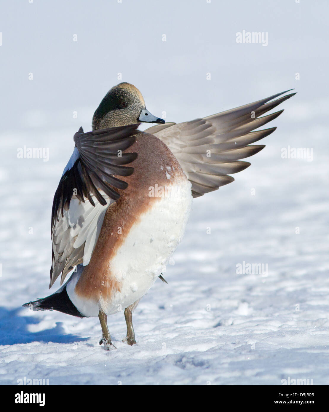 Maschio Wigeon americano (Anas americana) nella neve Foto Stock