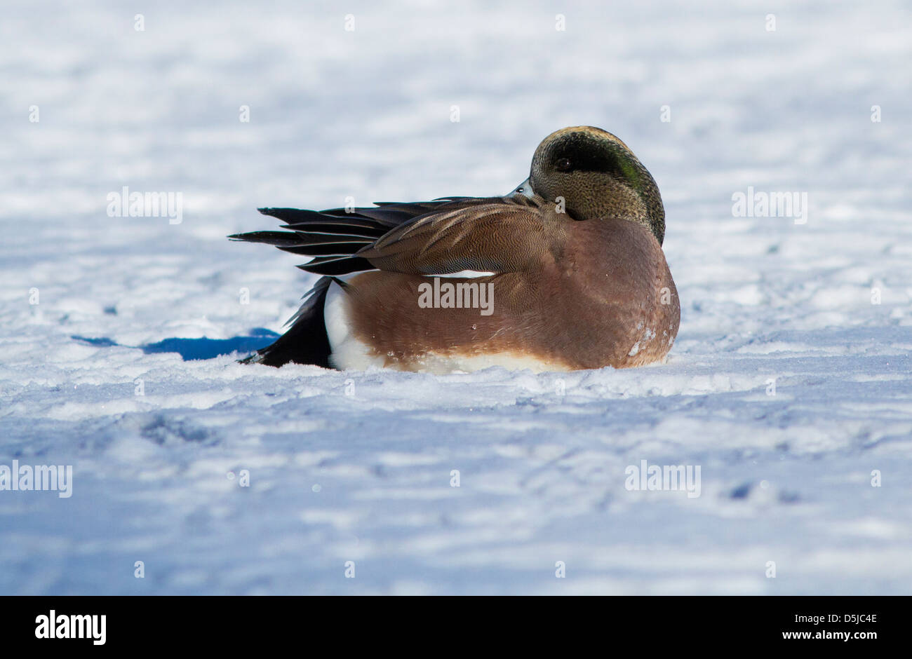 Maschio Wigeon americano (Anas americana) nella neve Foto Stock