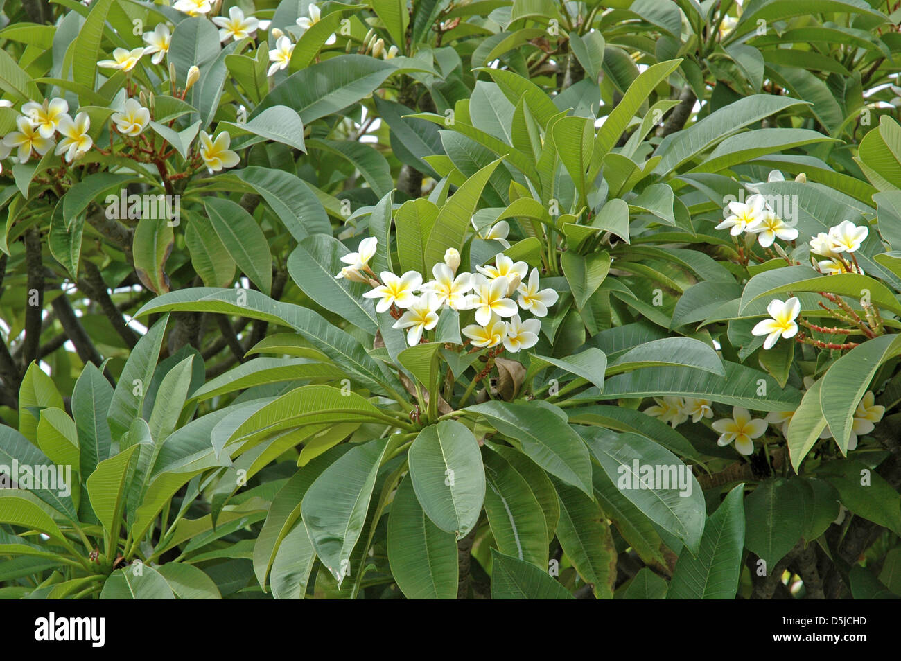 Il frangipani bianco plumeria Foto Stock