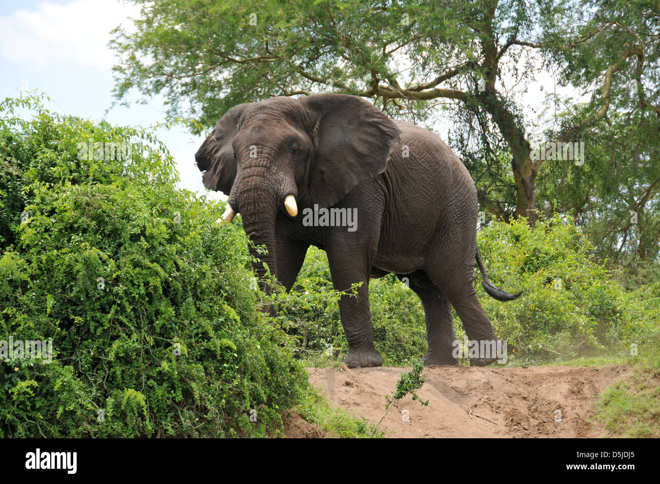 Una mucca dell' elefante africano nel Parco Nazionale Queen Elizabeth di Uganda Foto Stock