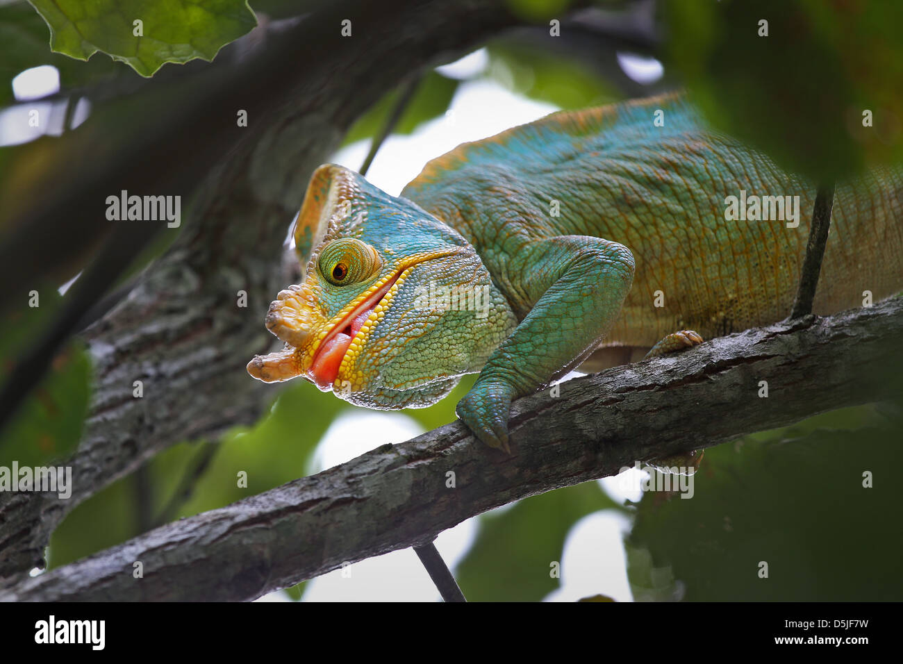 In via di estinzione Parson's Chameleon (Calumma parsonii) caccia un insetto (occhi concentrata con ardiglione attorno a sparare fuori) in Madagascar. Foto Stock