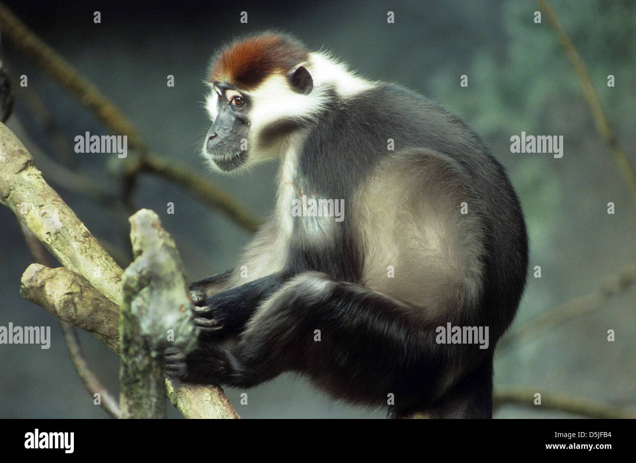 Foto di Red-capped Mangabey seduto in un albero in un giardino zoologico impostazione. Foto Stock