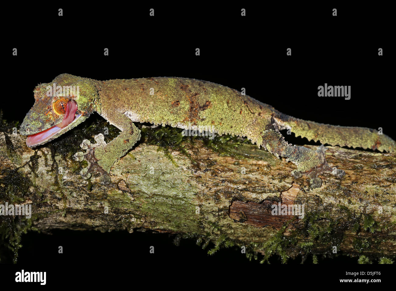 Foglie giganti-tailed Gecko (Uroplatus fimbriatus) in Ranomafana, Madagascar. Geco apre la bocca per pulire occhio con linguetta. Foto Stock