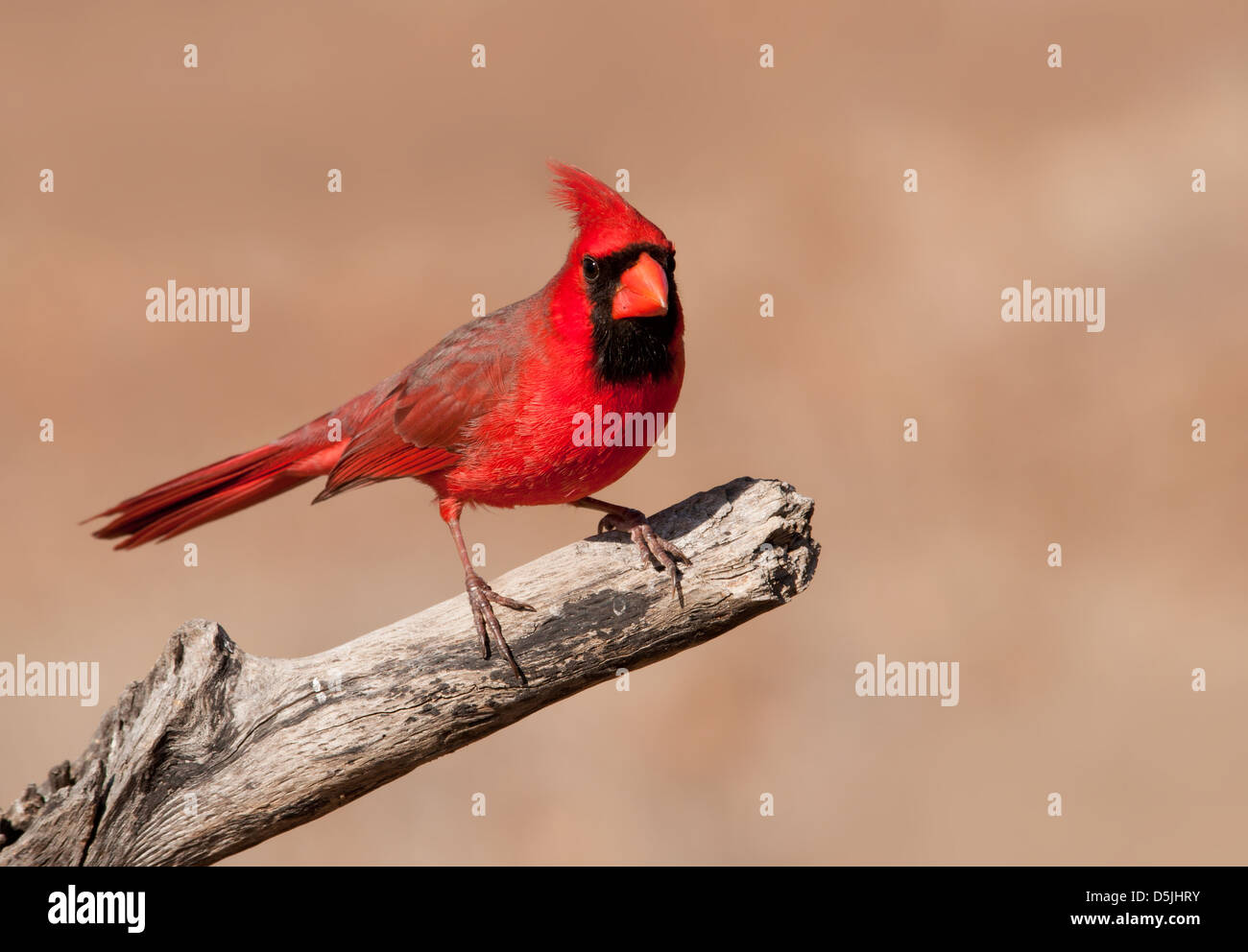 Rosso brillante Cardinalis cardinalis, cardinale Nord seduta maschio a secco su un arto contro silenziato Sfondo Inverno Foto Stock