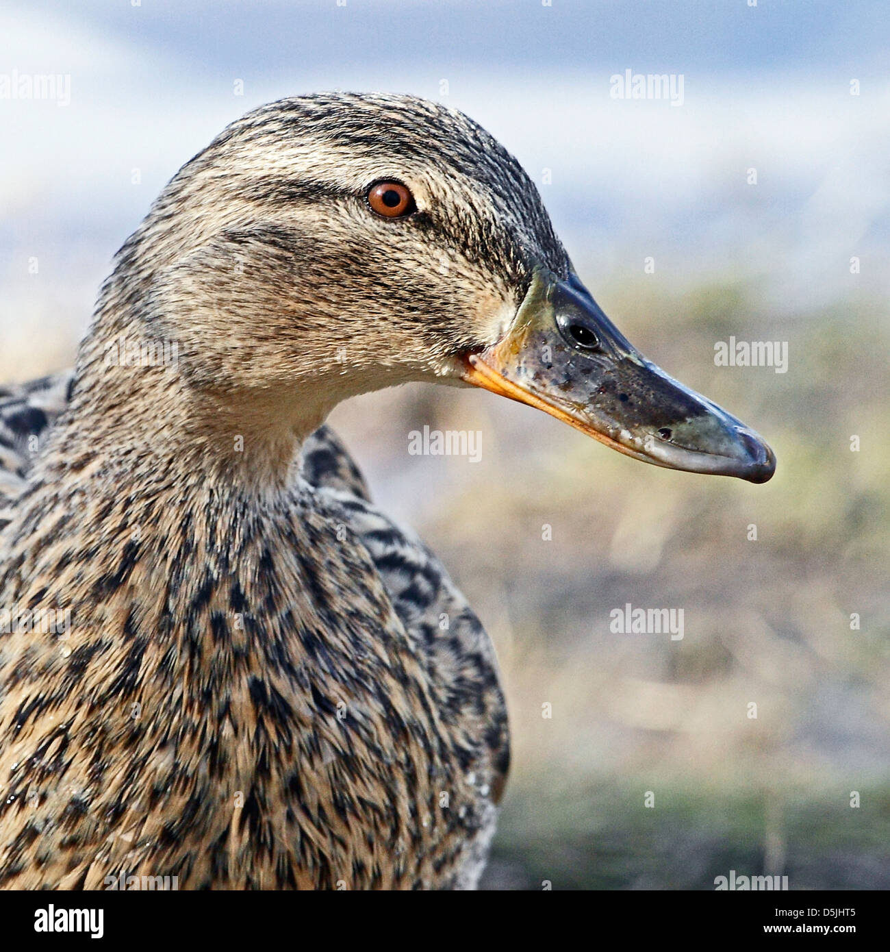 Un ritratto di una femmina di germano reale (Anas platyrhynchos) Foto Stock