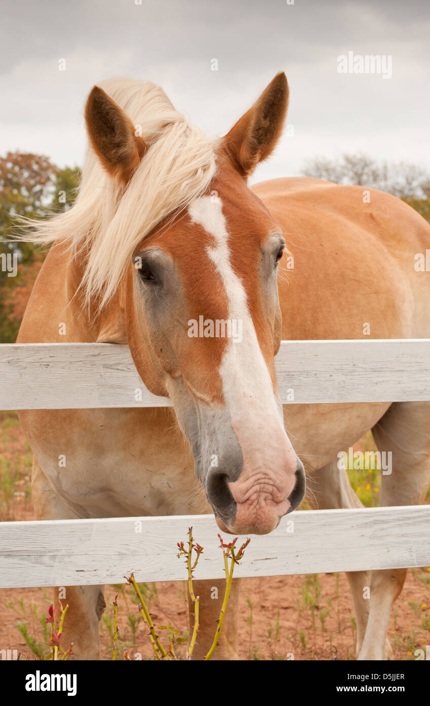 Carino progetto belga cavallo guardando il visore su una lavagna bianca recinzione Foto Stock
