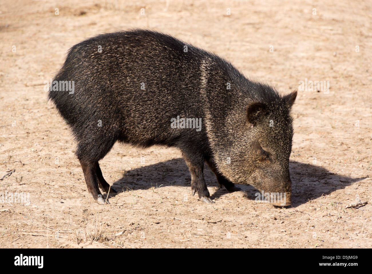 Wild Collard pecari navigando nel sud del Texas deserto. Foto Stock