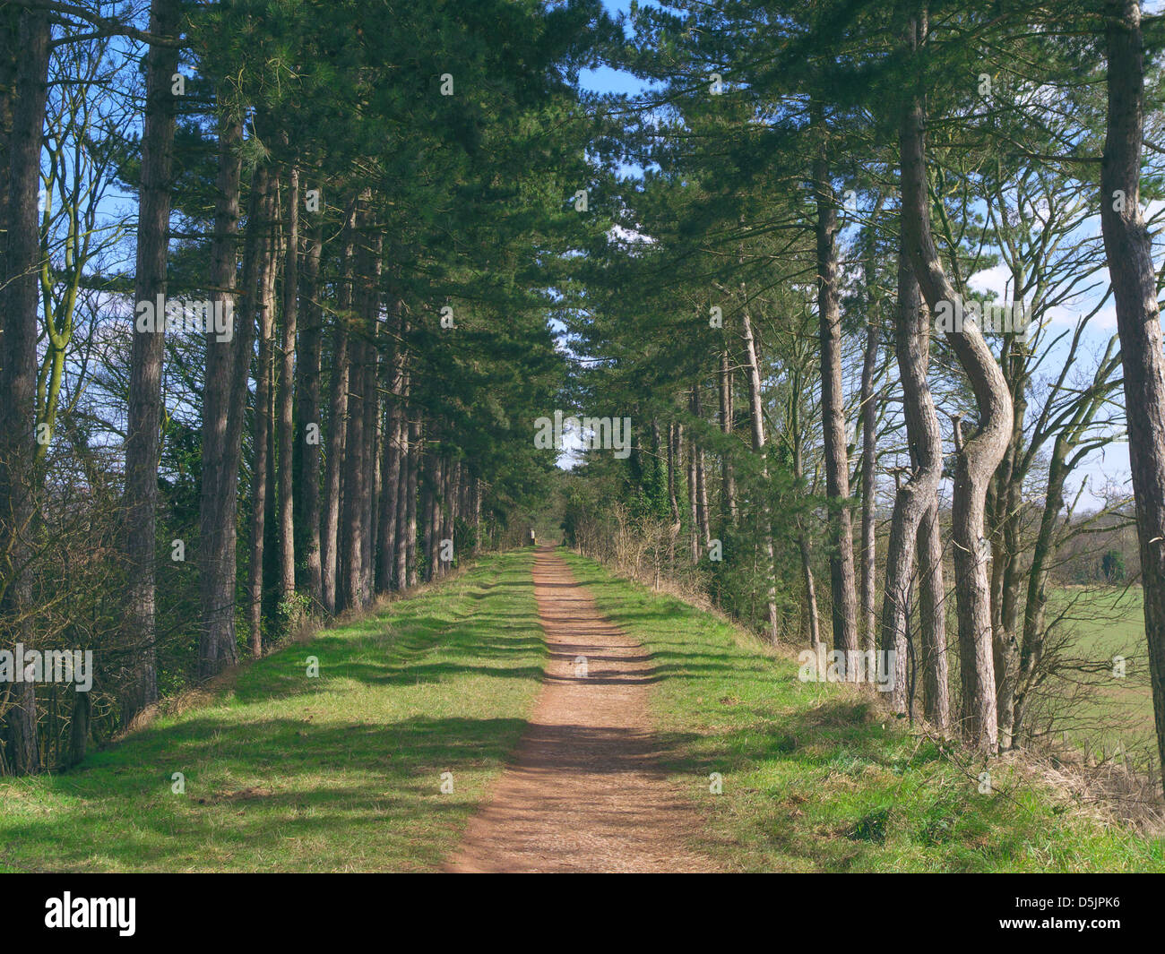 Avenue di Scot pini (Pinus sylvestris) lungo il South Staffordshire stazione a piedi, Himley, Staffordshire, England, Regno Unito Foto Stock