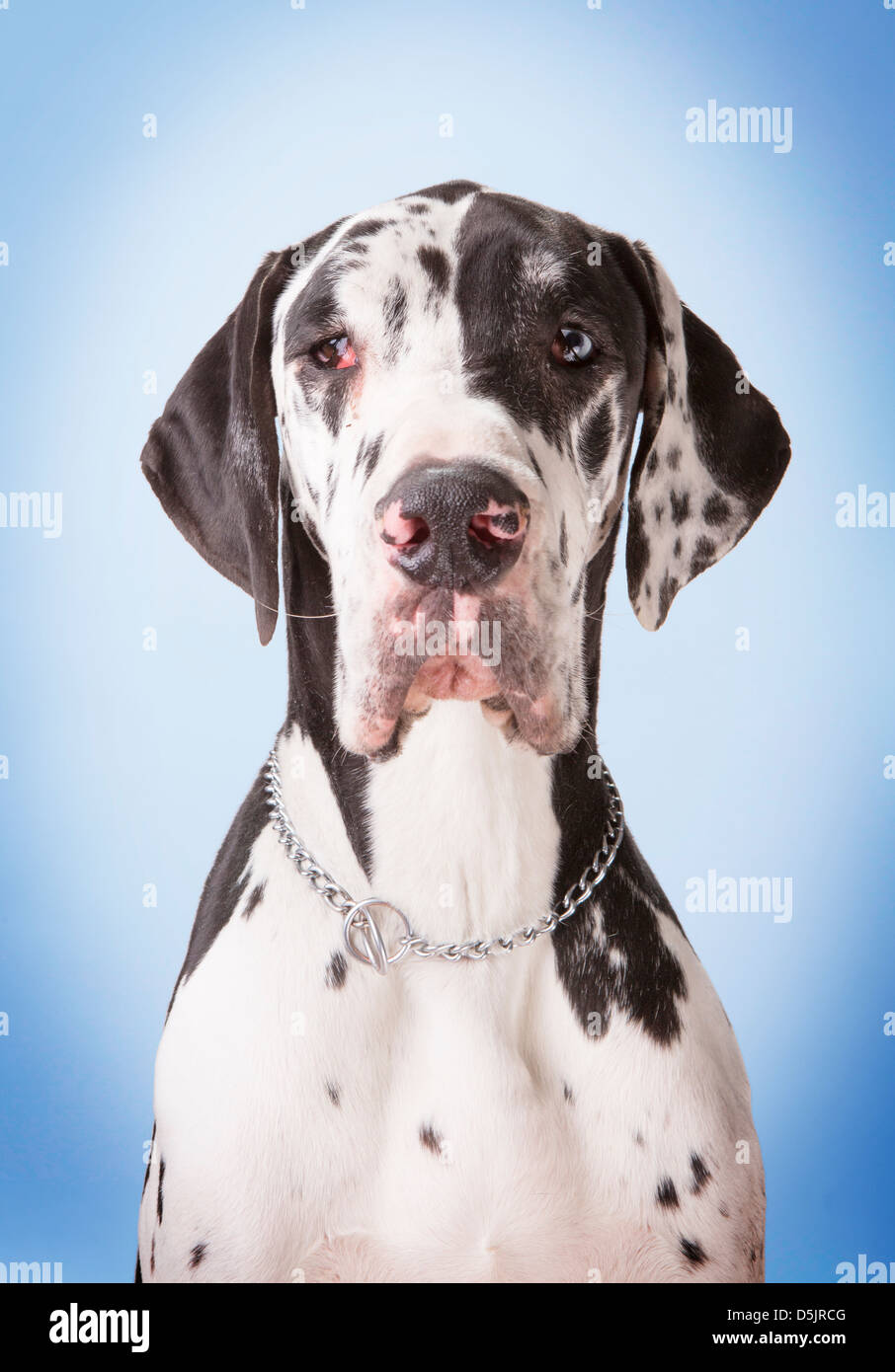 Un giovane maschio arlecchino Alano cane in uno studio con un vignettato azzurro sfondo sbiadito rendendo il contatto visivo. Foto Stock