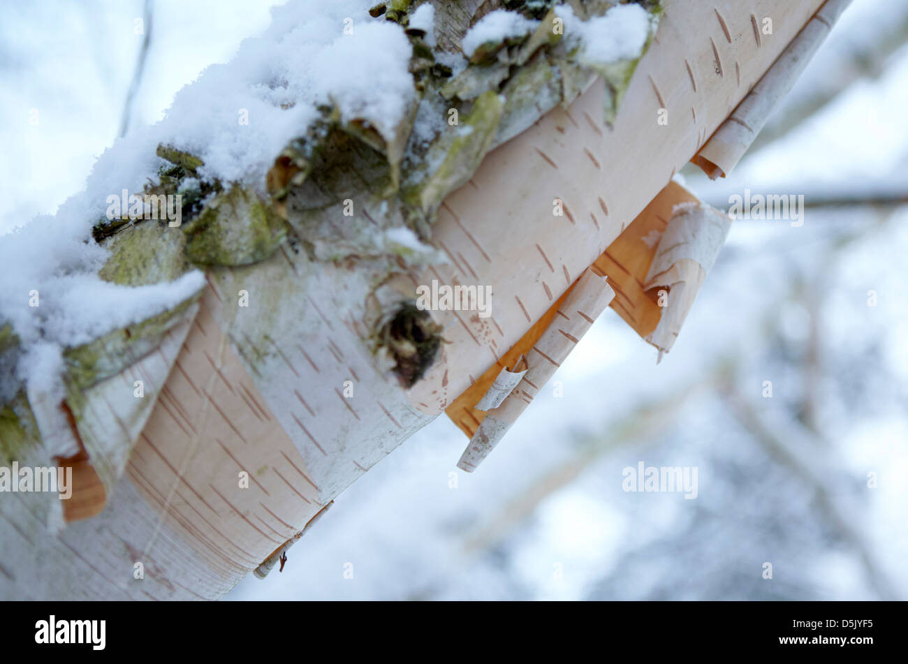 Himalayana di corteccia di betulla in inverno Foto Stock