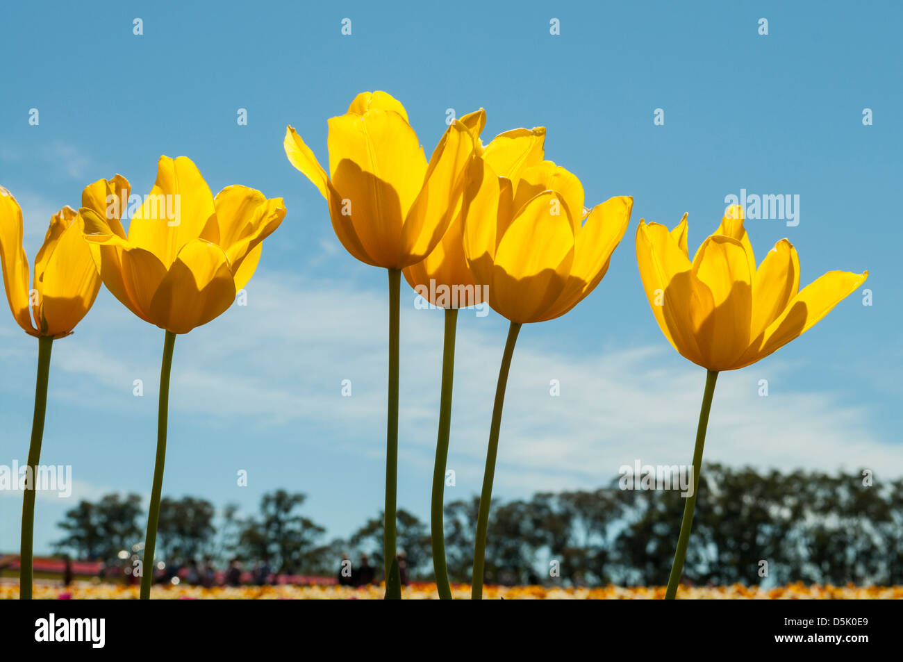 Bokassa I Tulipani Gold Foto Stock