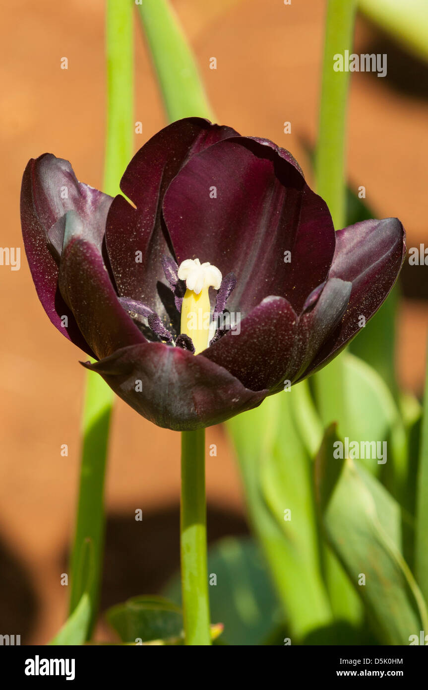 I tulipani Regina della Notte Foto Stock