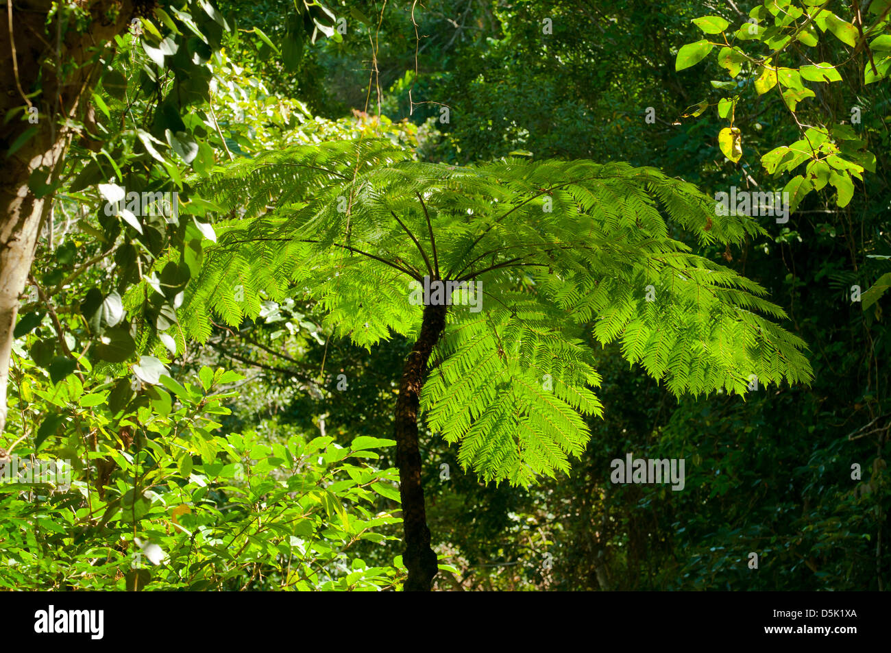 Cyanthea cooperi, squamosa Tree Fern Foto Stock