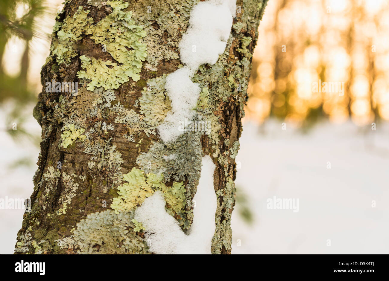Stati Uniti d'America, Massachusetts, Concord, Walden Pond, albero in inverno Foto Stock