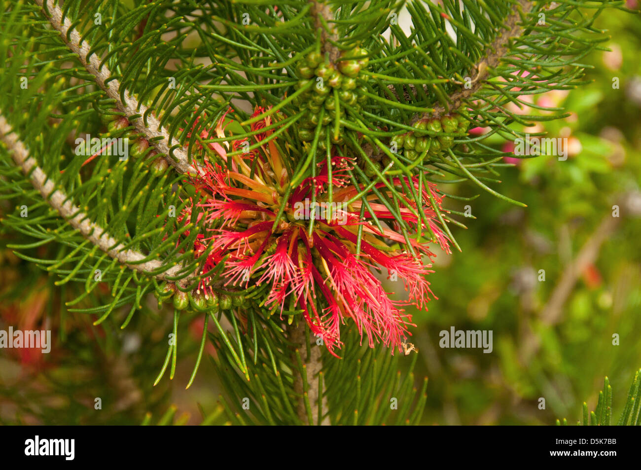 Calothamnus quadrifidus, facciata uno scovolino da bottiglia Foto Stock
