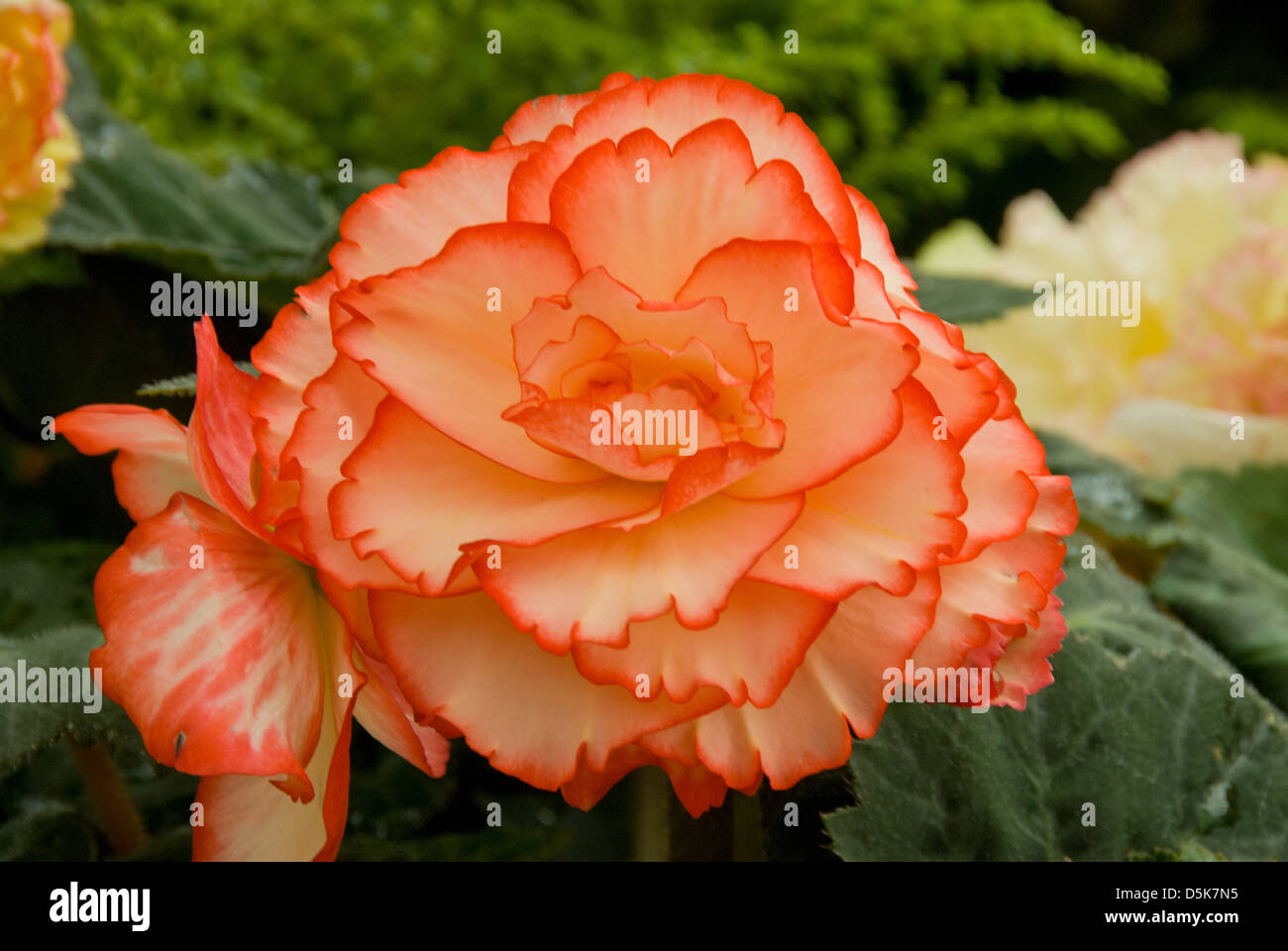 Begonia x tuberhybrida, Picotee sulla parte superiore Foto Stock