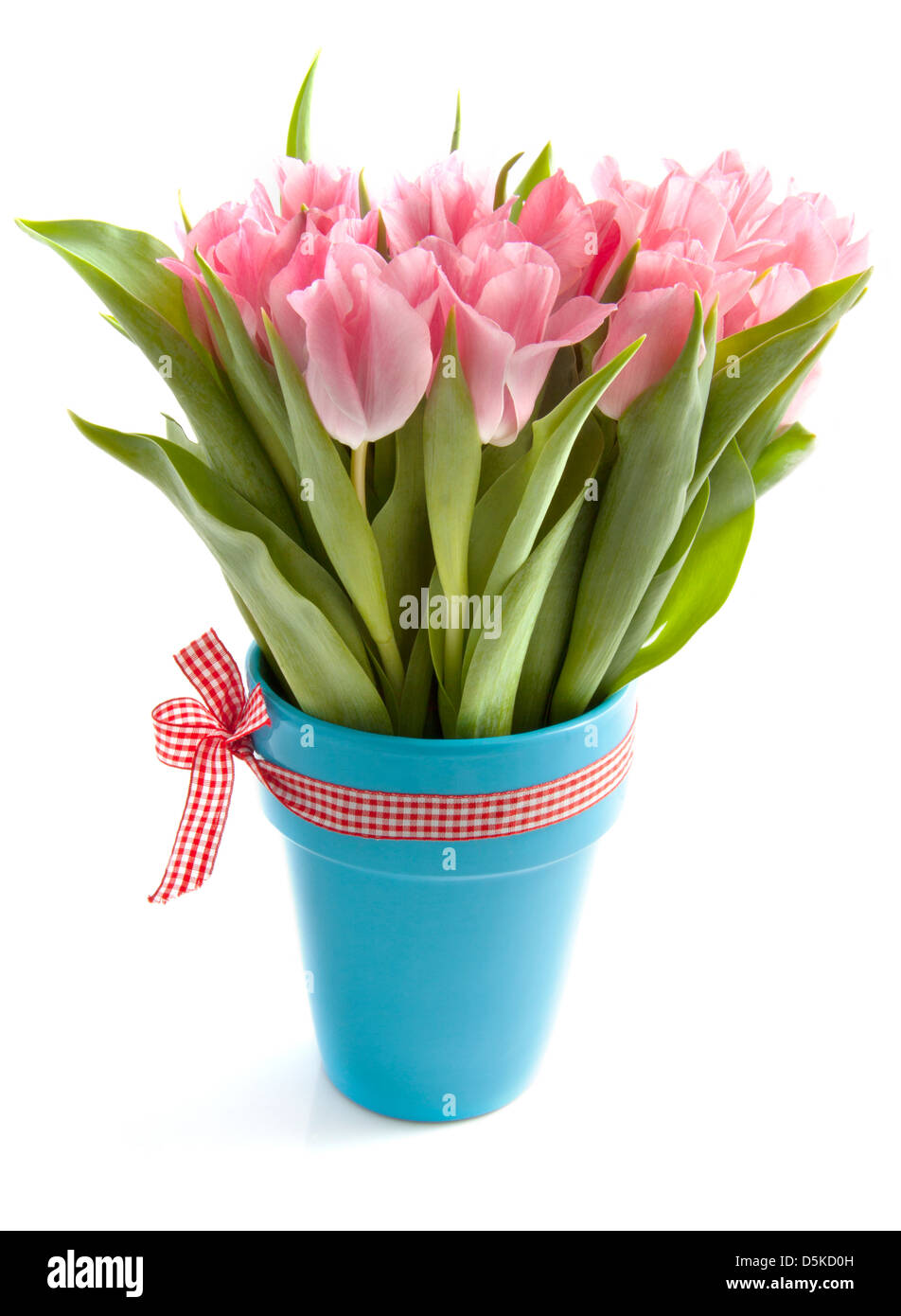 Tulipani rosa in un vaso blu con nastro isolato su bianco Foto Stock