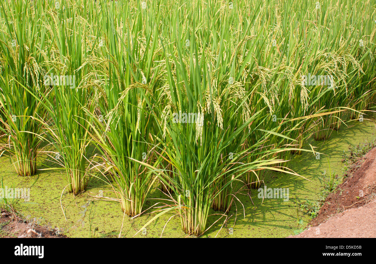 Ricca di verde le risaie in Thailandia. Foto Stock