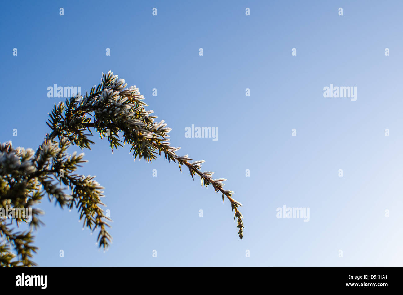 Il pupazzo di neve di ramoscelli di ginepro in corrispondenza di un inizio di mattina di primavera Foto Stock