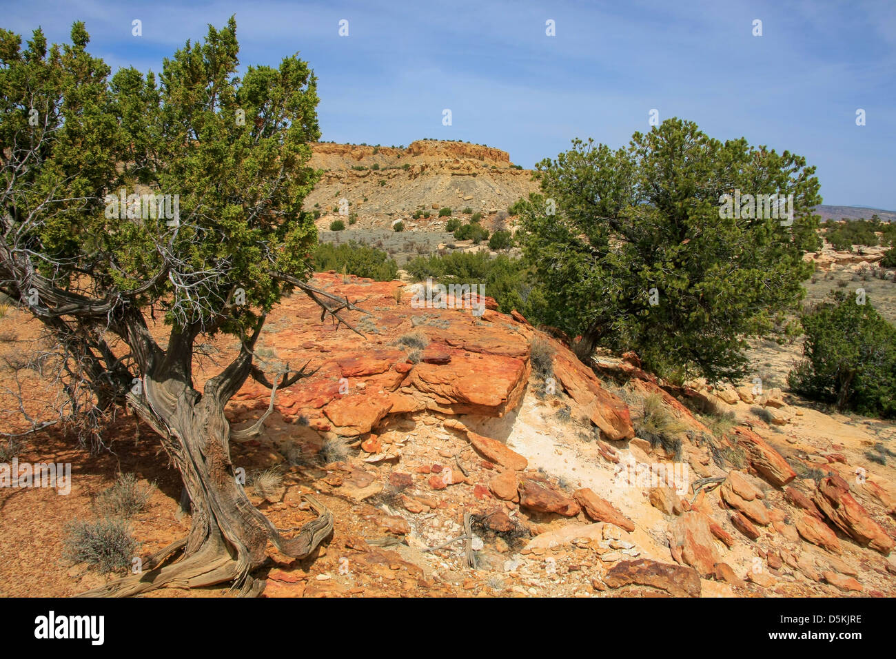 Ginepri colorate formazioni di pietra arenaria nel deserto Ojito Foto Stock