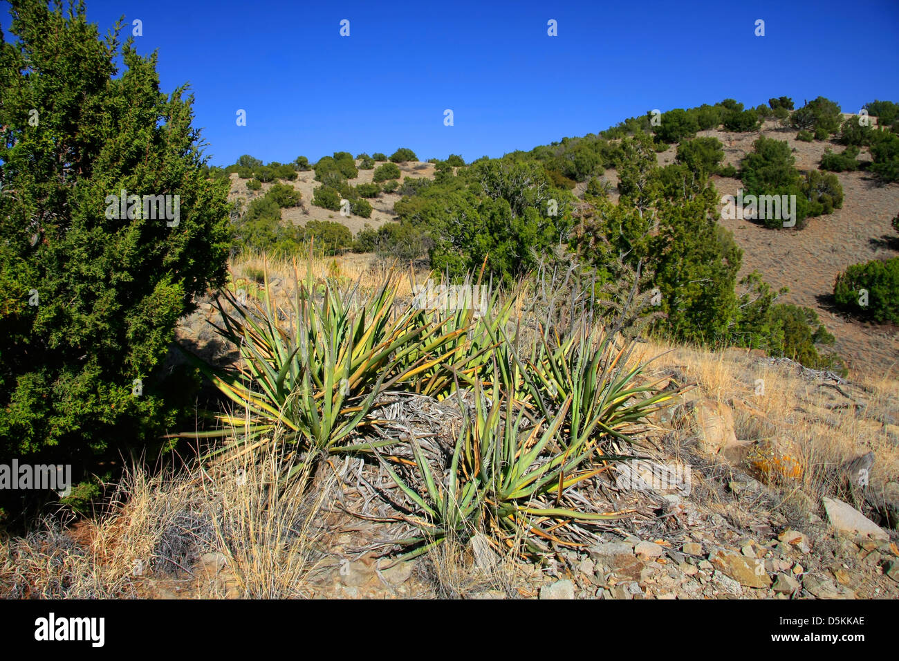 Ginepri e banana yucca in Cerillos colline del Parco Statale Foto Stock