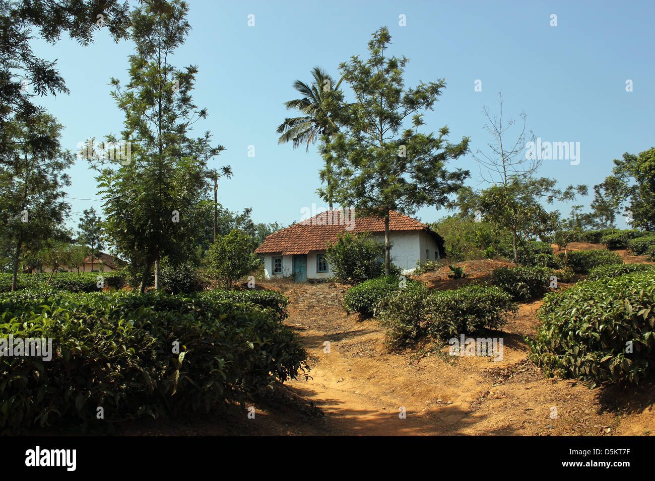 Casa in una piantagione di tè Wayanad India del Sud Foto Stock