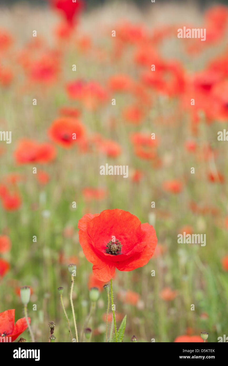 Inghilterra; NORFOLK; papavero; campo; rosso; fiore; il papavero; fiori; dettaglio Foto Stock