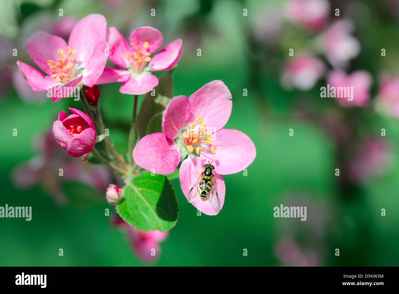 fiori di melo Foto Stock